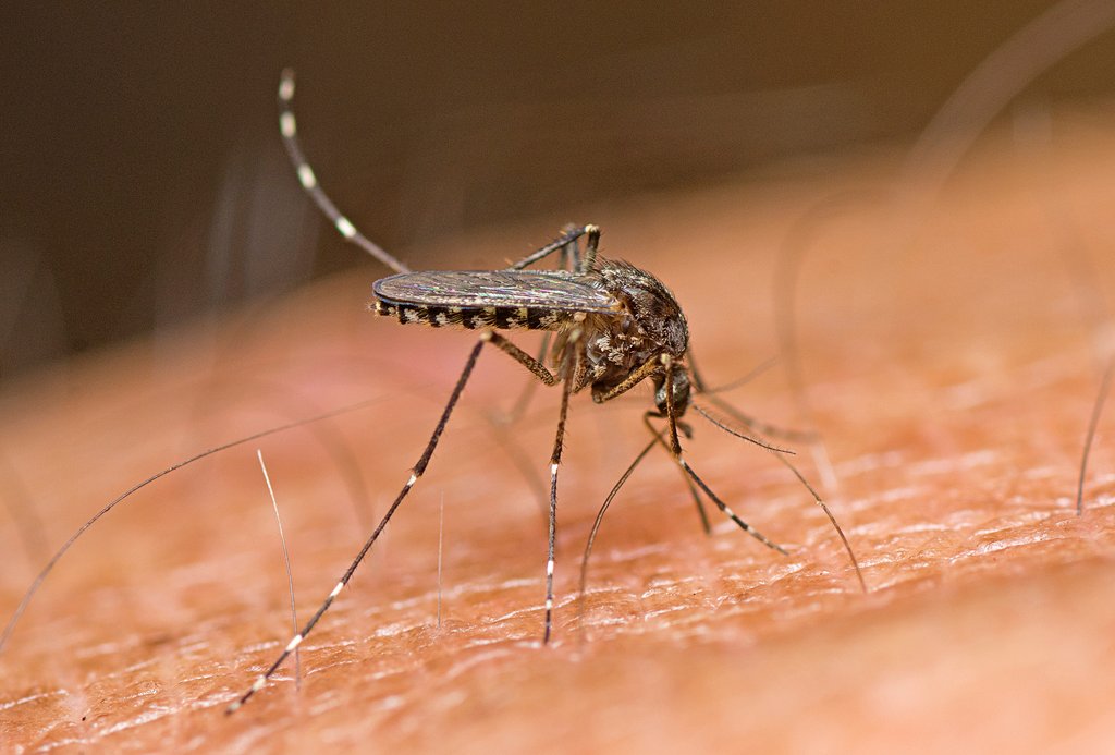 Saltmarsh Mosquito