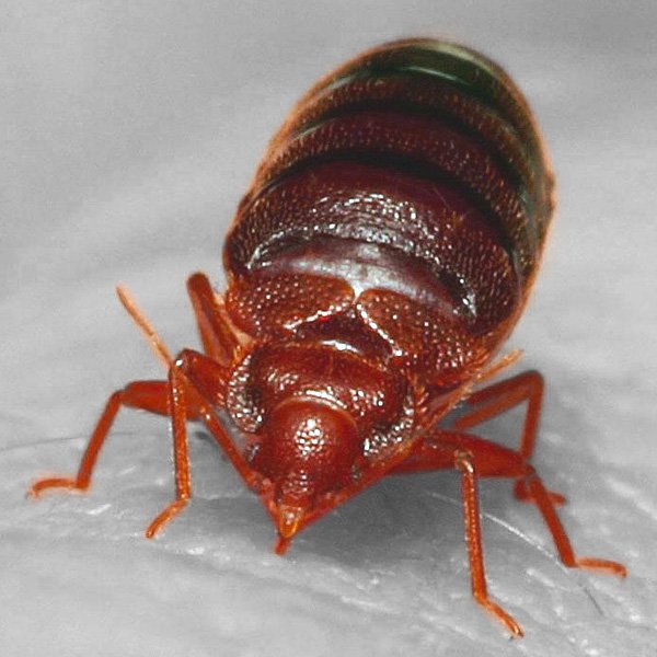 Common Bed Bug
