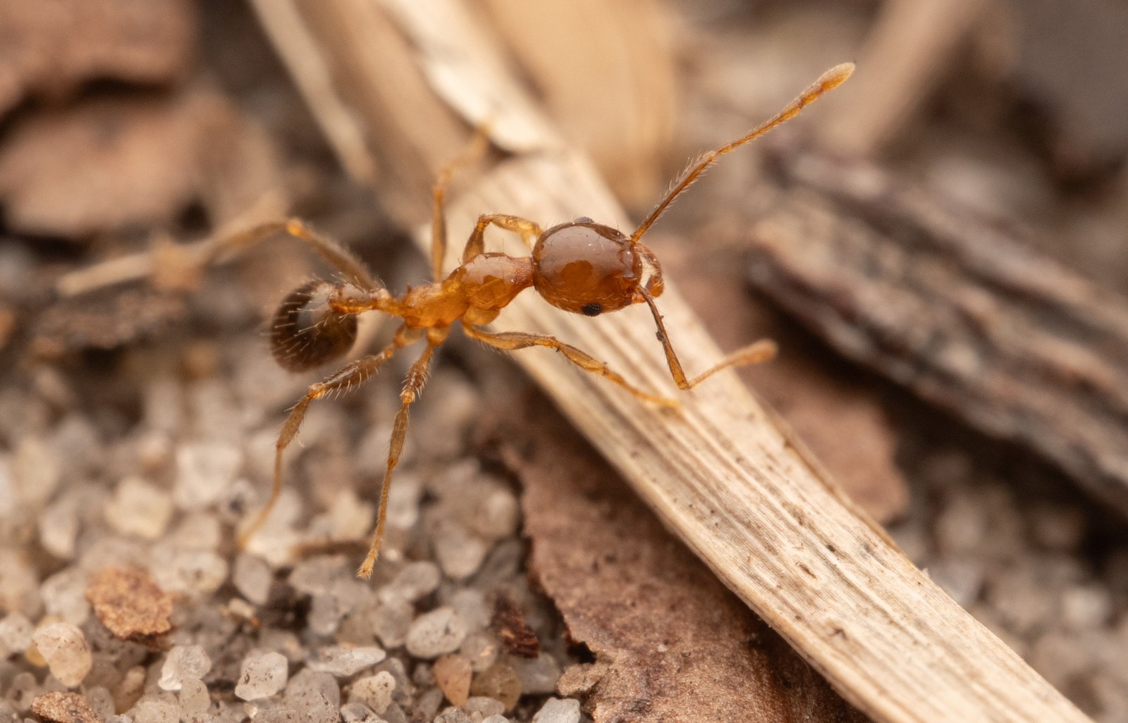 Coastal Brown Ant