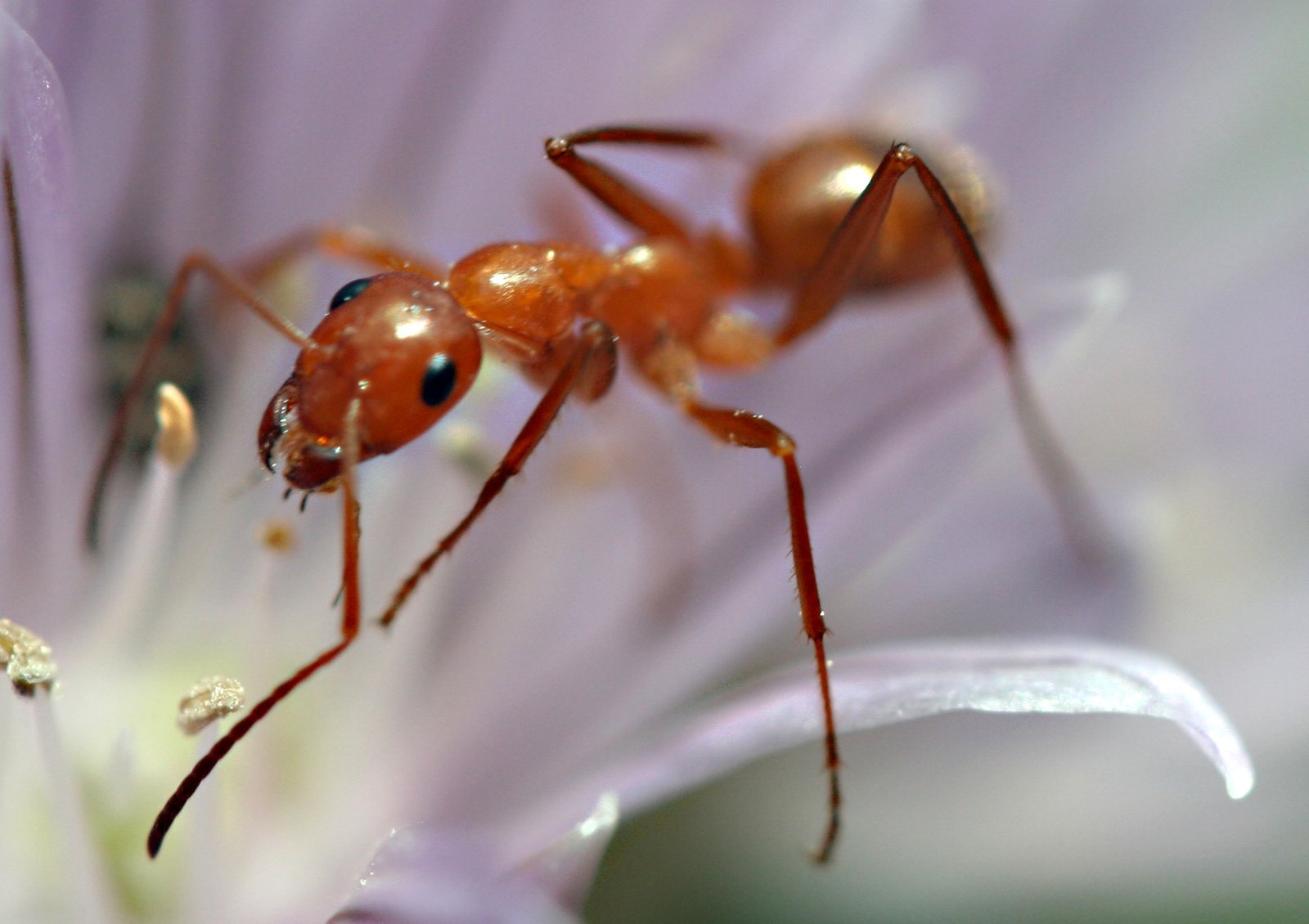 Ant Control Sydney