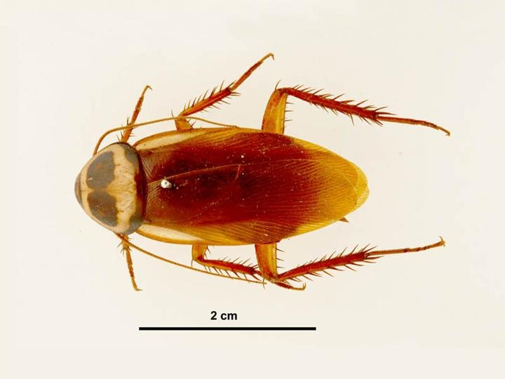 Australian Cockroach