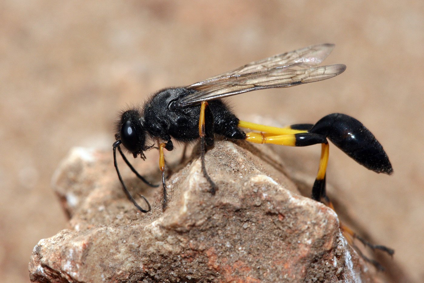Mud Dauber