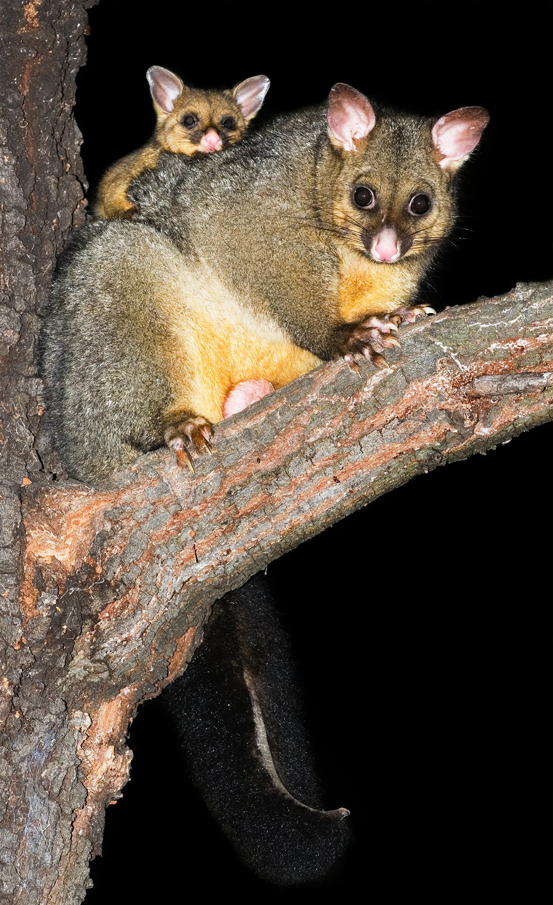 Possum Removal Sydney