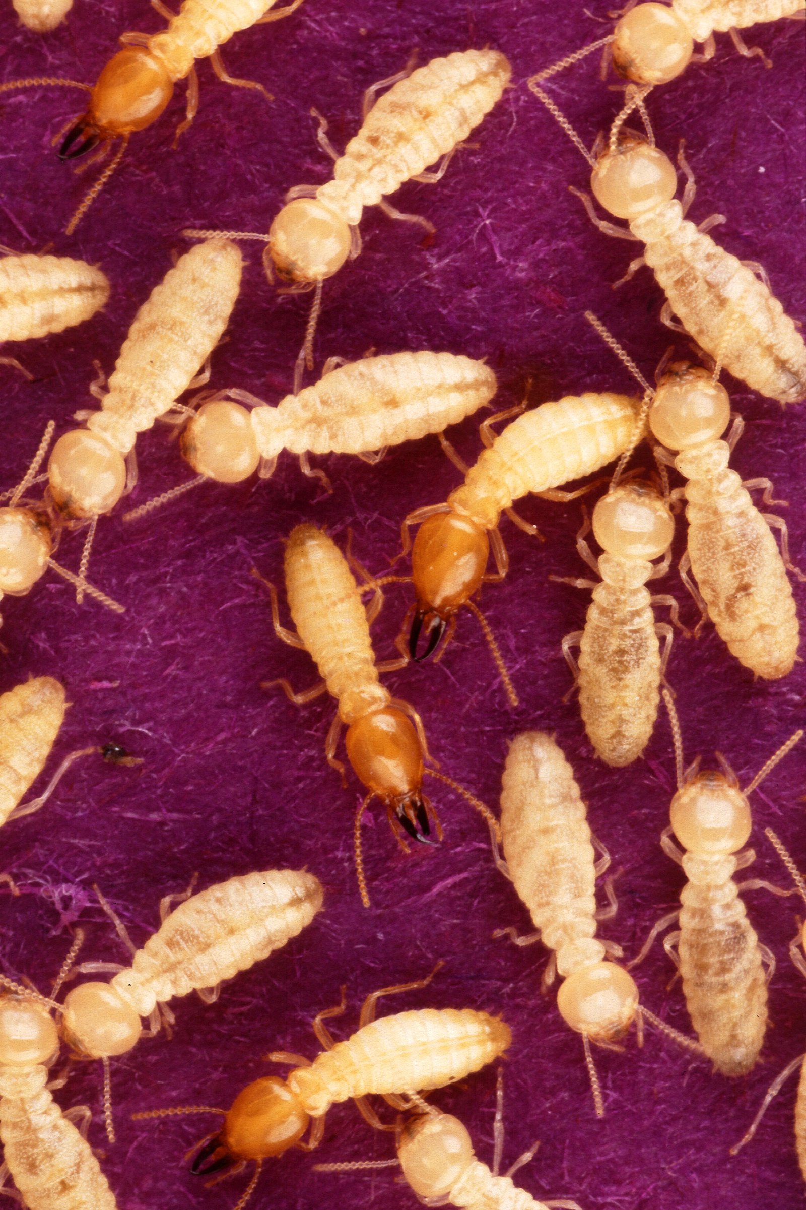 Termite Control Sydney