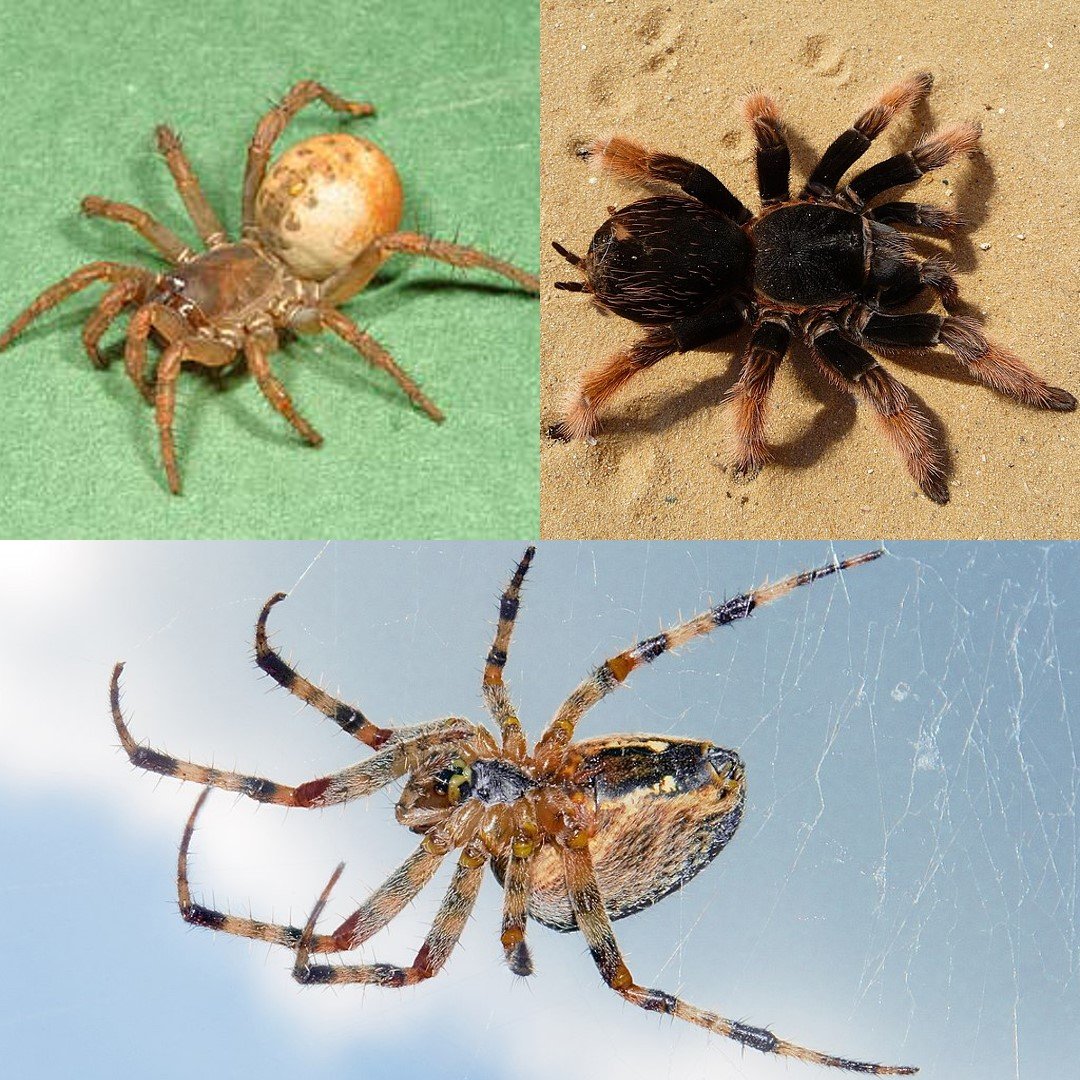 Spider Control Sydney