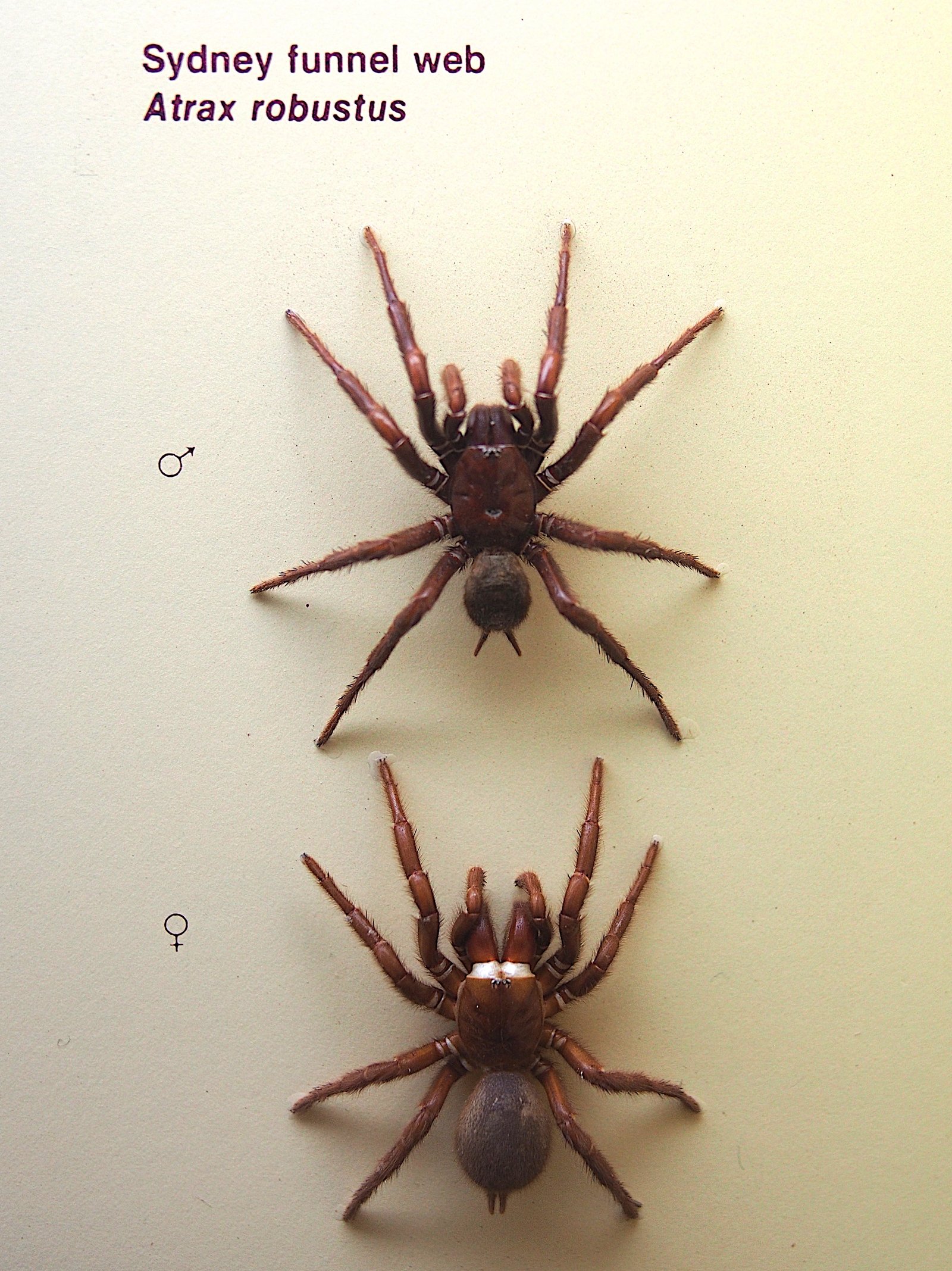Funnel-Web Spider