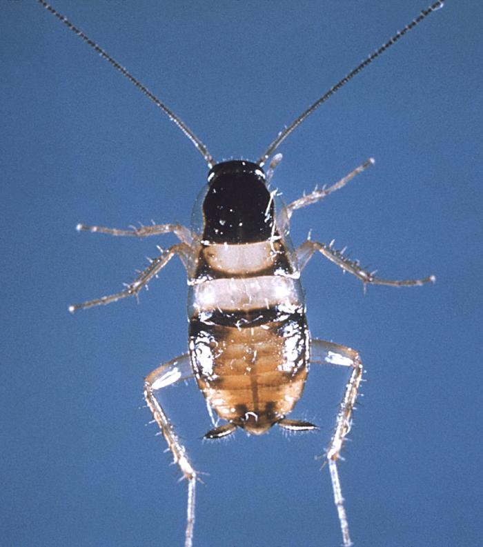 Brown-Banded Cockroach