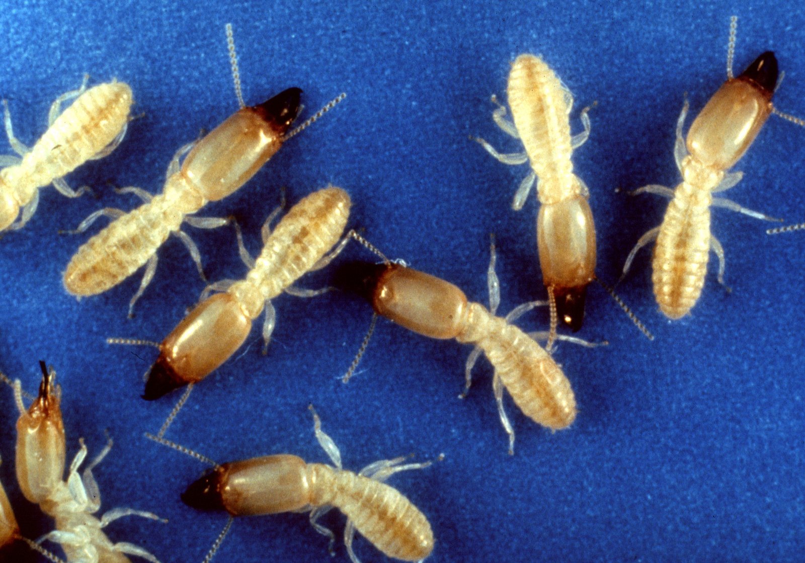 Subterranean Termites