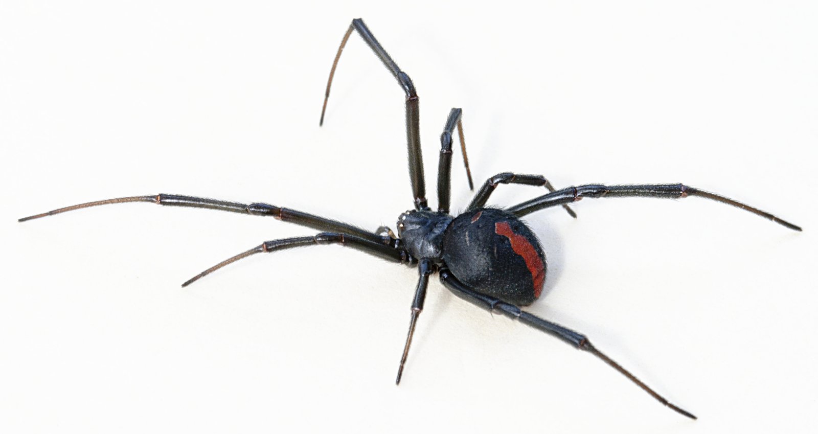 Redback Spider