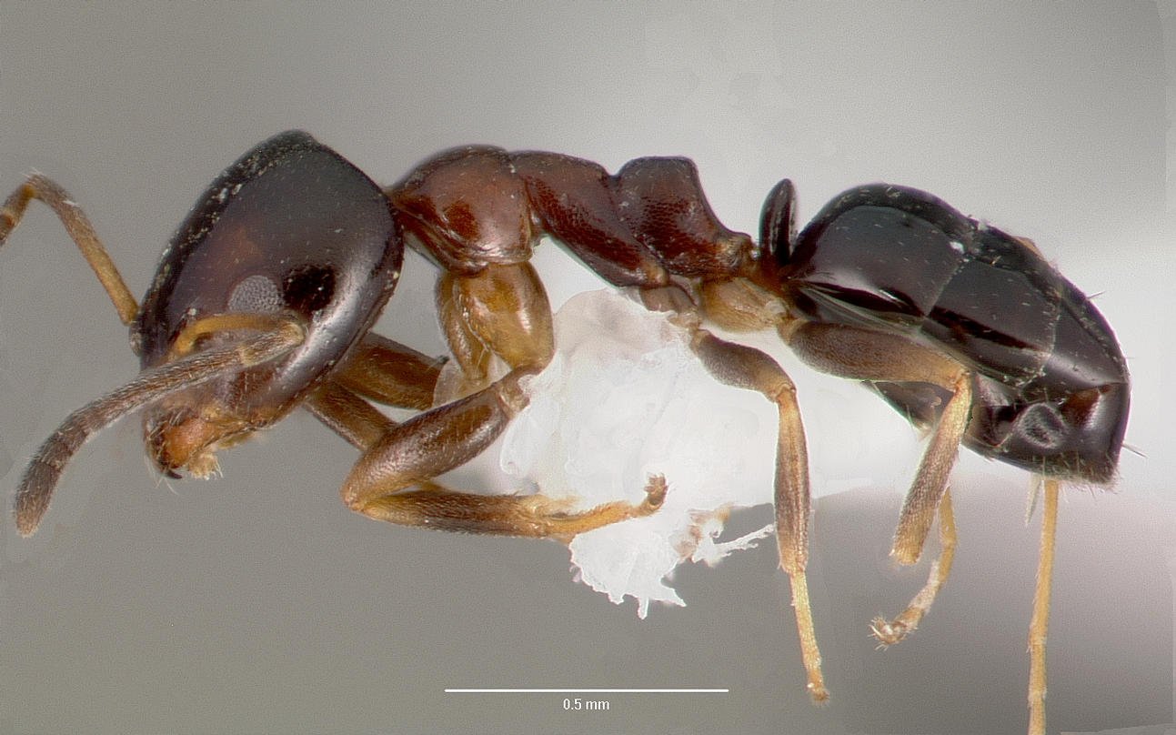 Black House Ant