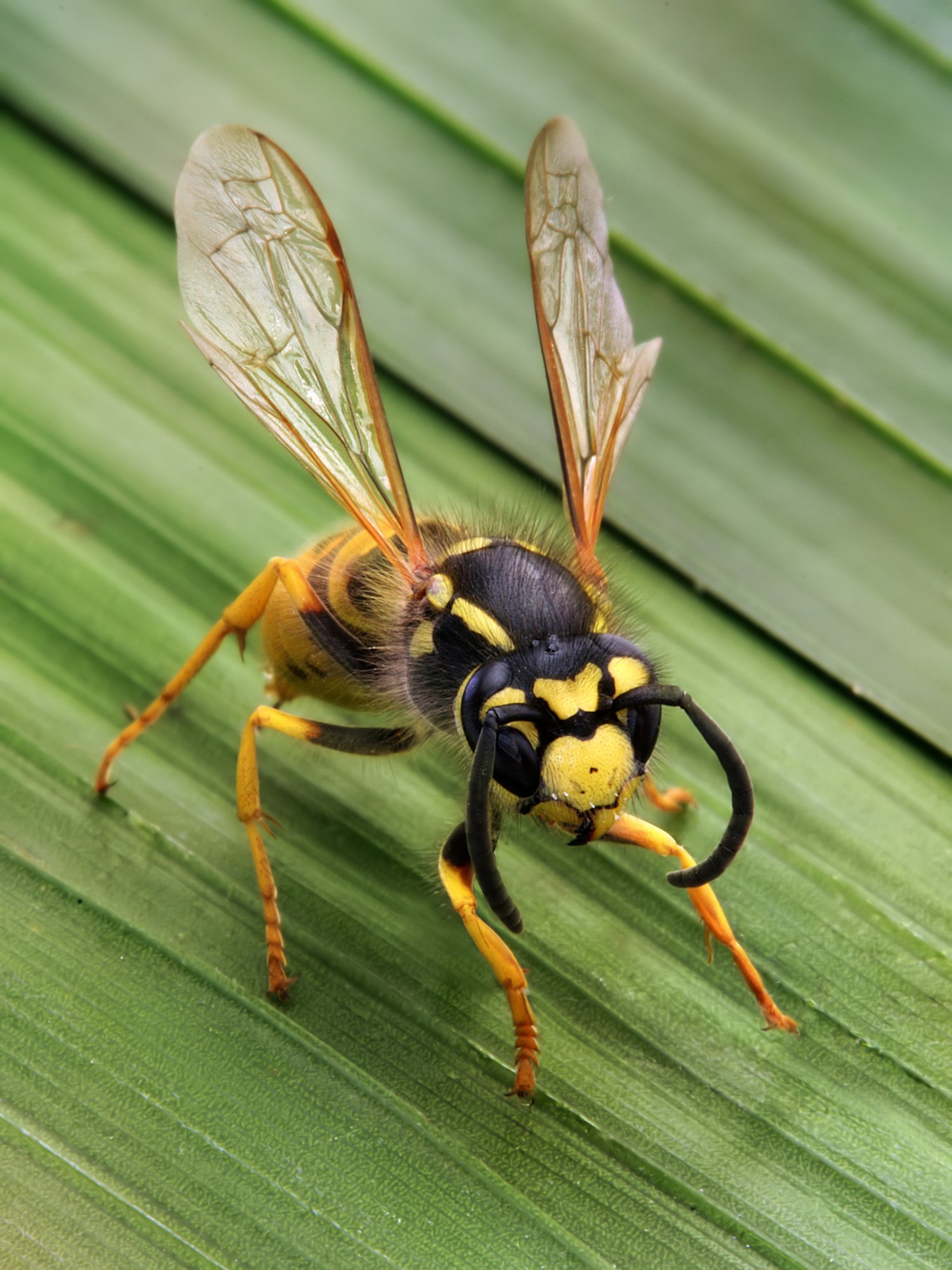 Wasp & Bee Control Sydney